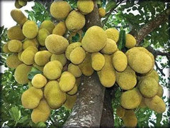 Tropical Sun Sweet Yellow Jackfruit in Syrup 565g - Honesty Sales U.K