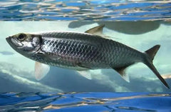 Africa's Finest Herring Fillet 100g - A Traditional Popular Fish - Honesty Sales U.K