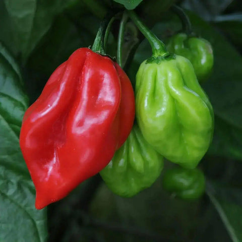 Scotch bonnet chilli Pepper (Hot pepper) 150g - Honesty Sales U.K