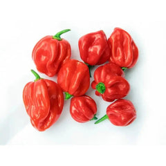 Scotch bonnet chilli Pepper (Hot pepper) 150g - Honesty Sales U.K