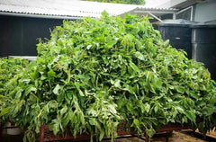 Tropical Sun Callaloo 540g famous Jamaican vegetable - Honesty Sales U.K
