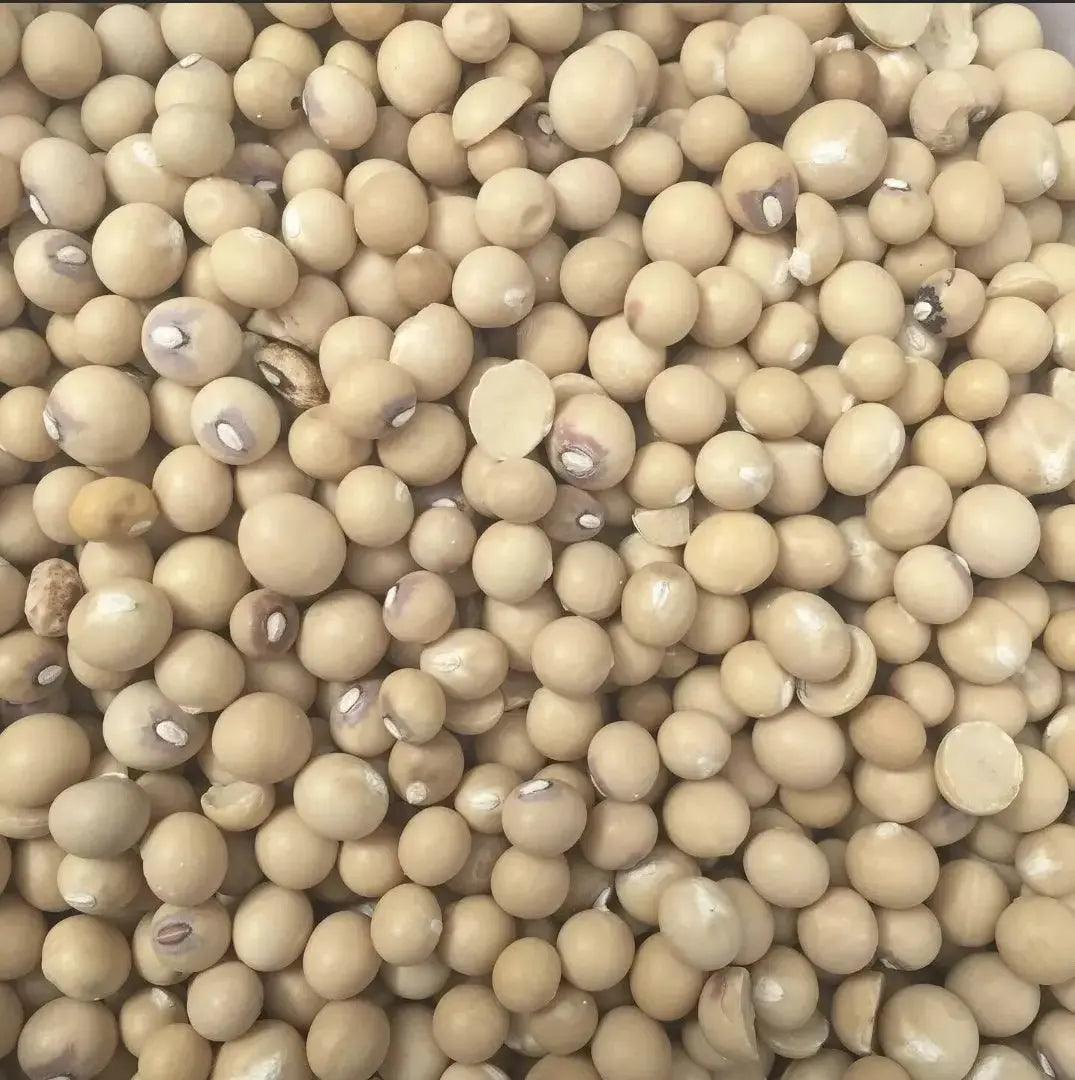 WHOLE OKPA SEEDS - Bambara Beans 1kg - Honesty Sales U.K